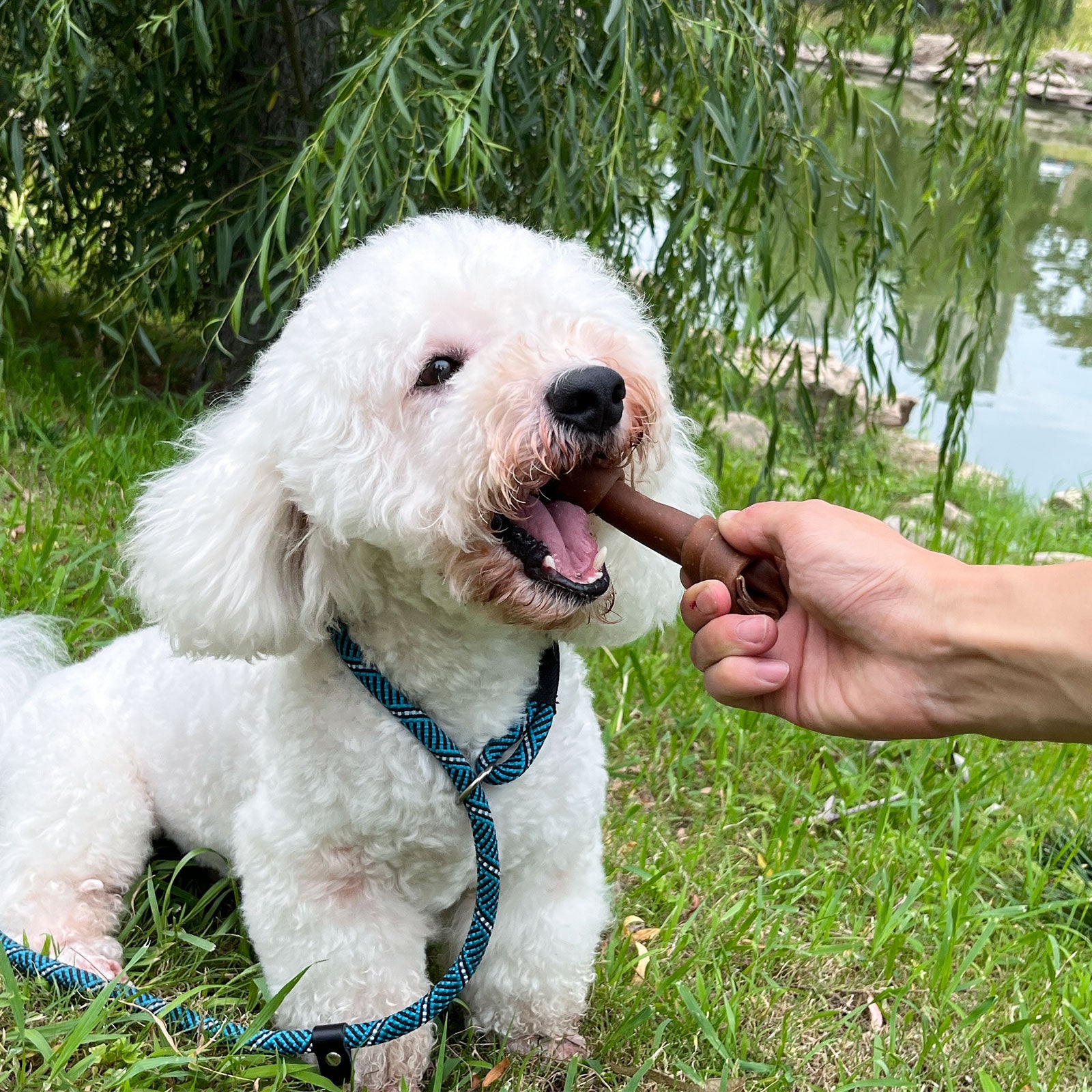 Small Medium Dogs & Peanut Butter Bones Rawhide Free - MON2SUN
