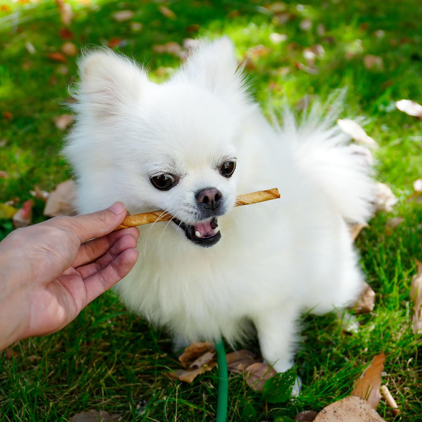 Puppy Small Dogs & Rawhide Twist Sticks Chicken Flavor - MON2SUN