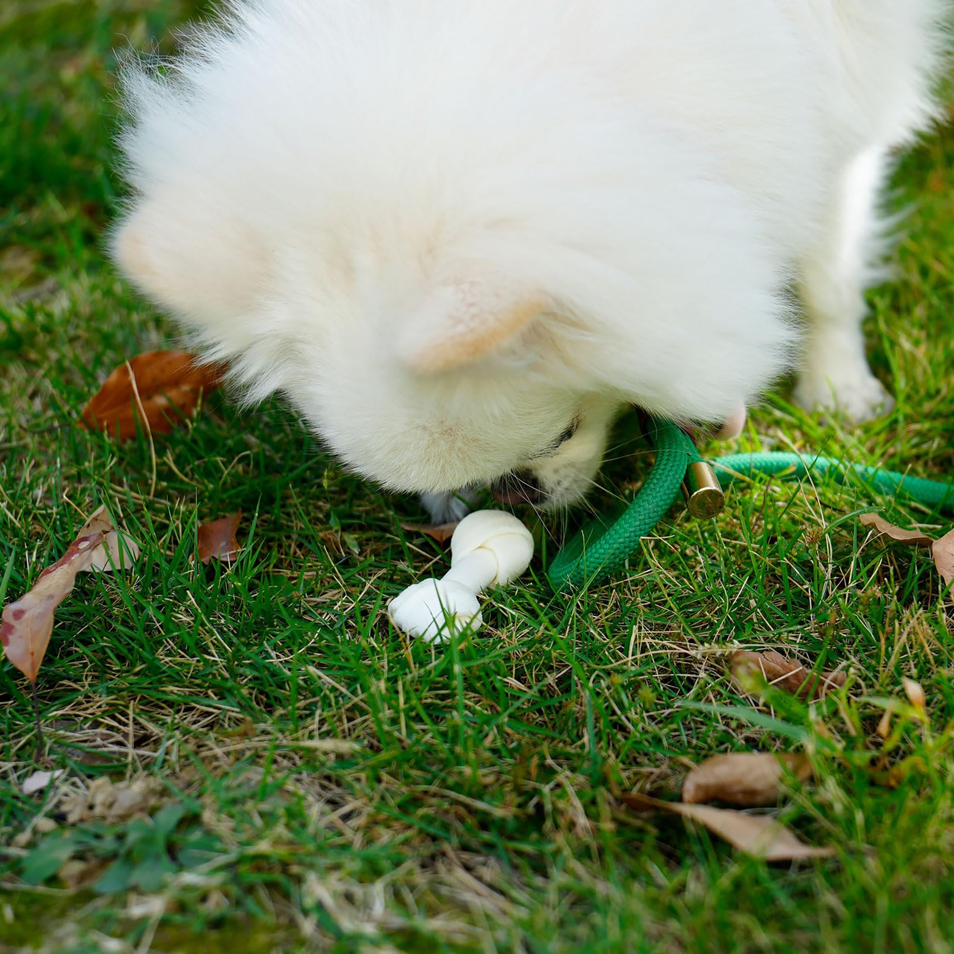 Puppy Small Dogs & Rawhide Knot Bones - MON2SUN