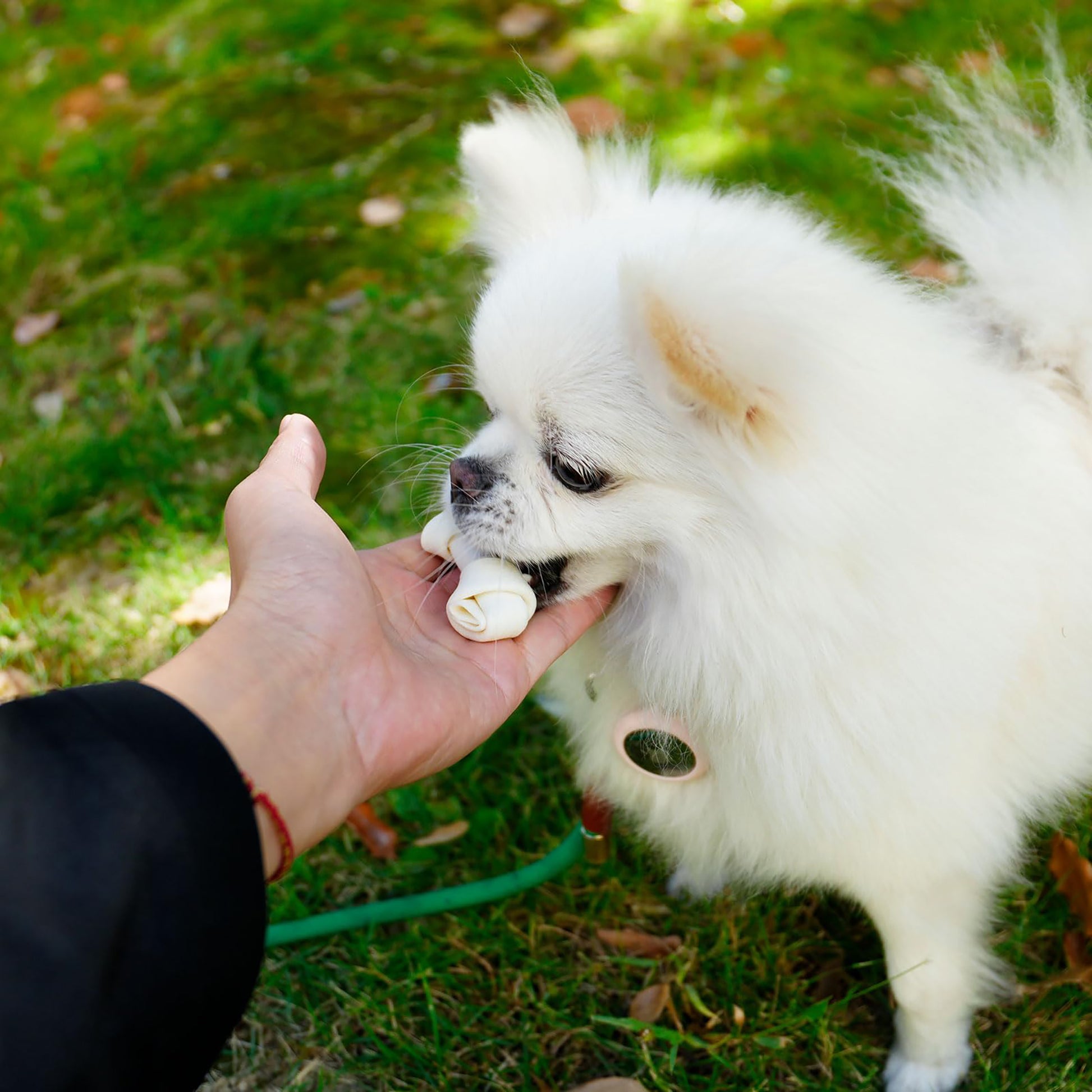Puppy Small Dogs & Rawhide Knot Bones - MON2SUN