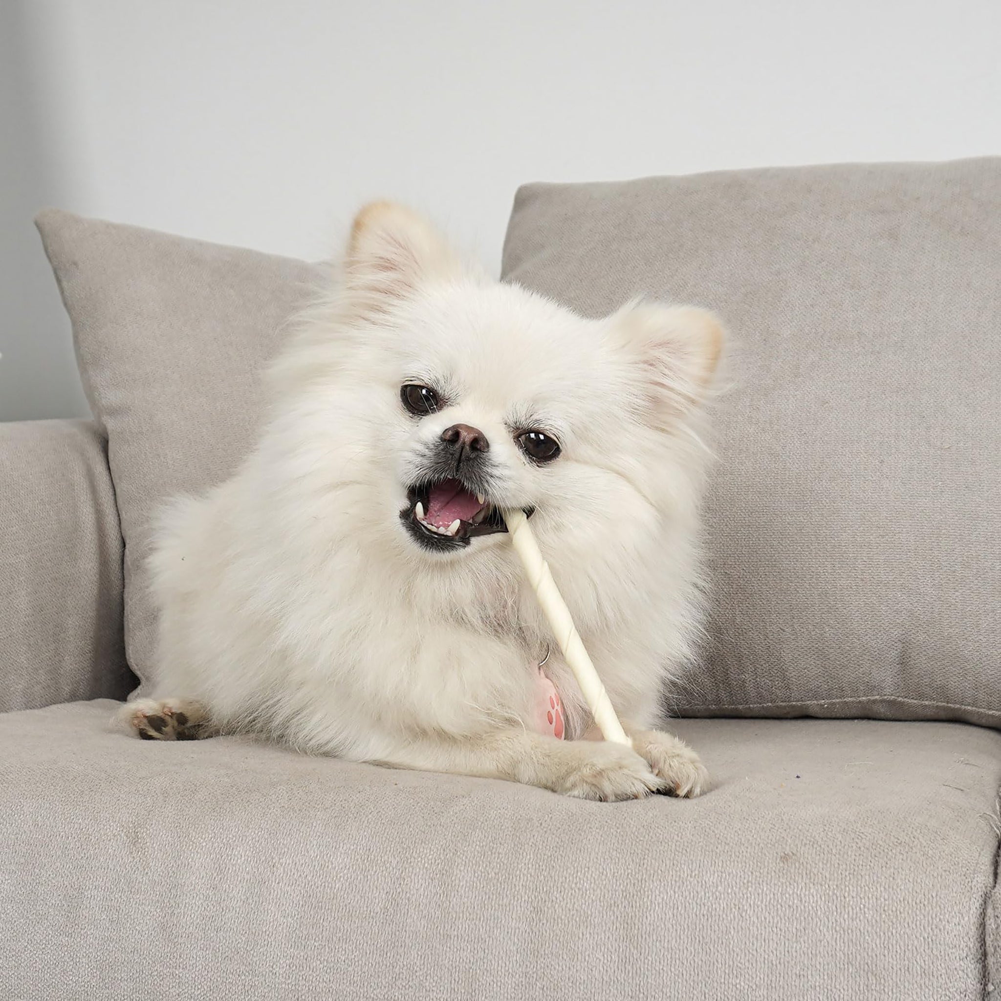 Puppy Small Dogs & Rawhide Twist Sticks - MON2SUN