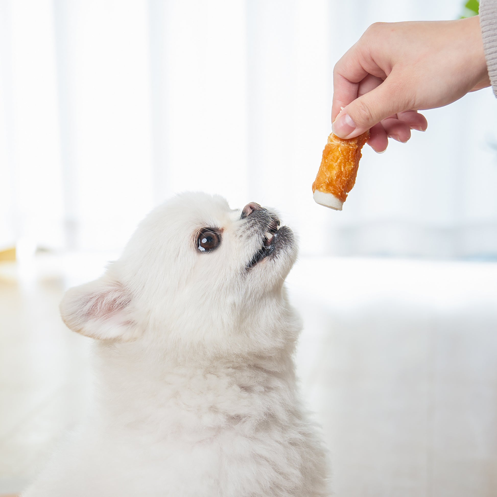Small Dogs & Chicken Wrapped Rawhide Rolls - MON2SUN