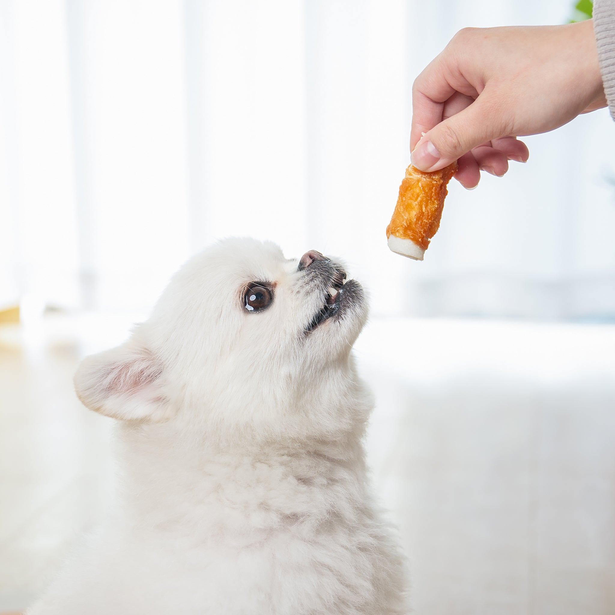 Small Dogs & Chicken Wrapped Rawhide Rolls - MON2SUN