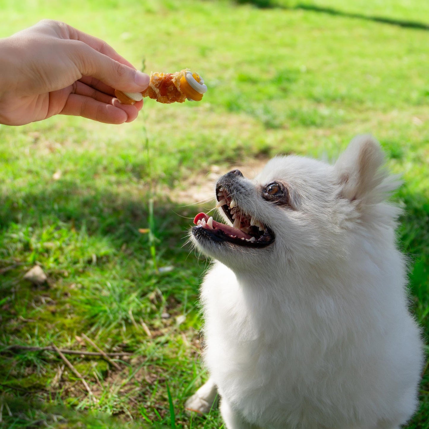 Small Dogs & Chicken Wrapped Mixed Vegetables Knot Bone Rawhide Free - MON2SUN