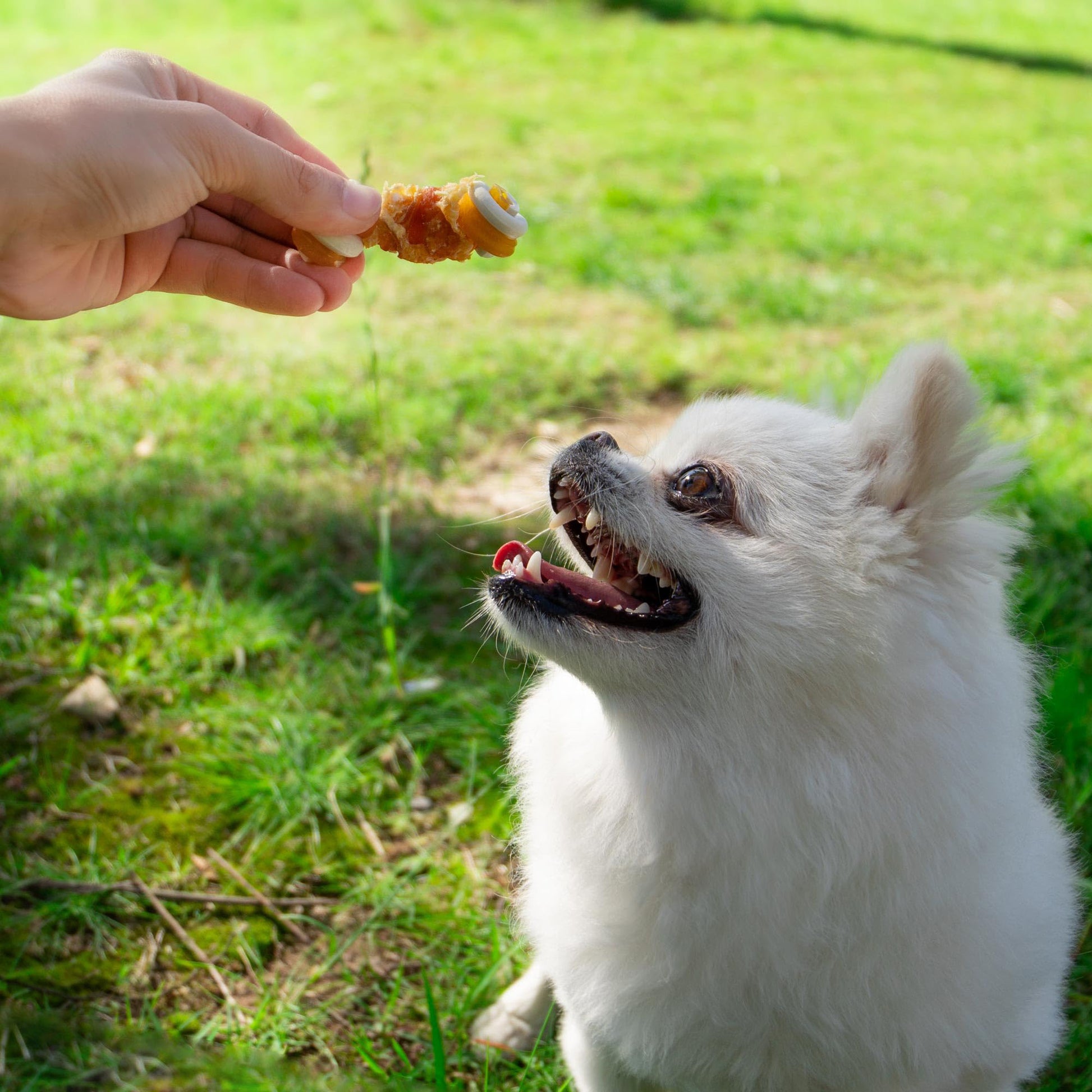 Small Dogs & Chicken Wrapped Mixed Vegetables Knot Bone Rawhide Free - MON2SUN