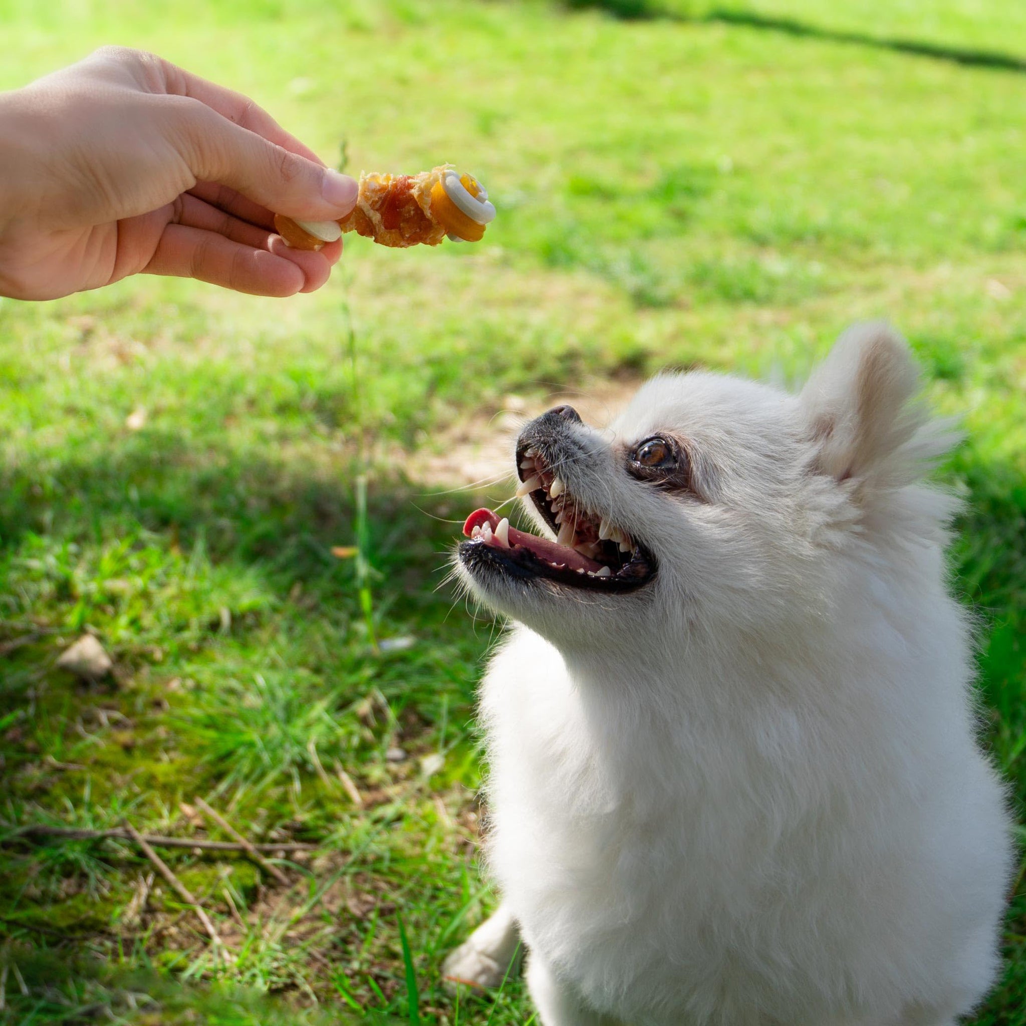 Small Dogs & Chicken Wrapped Mixed Vegetables Knot Bone Rawhide Free - MON2SUN