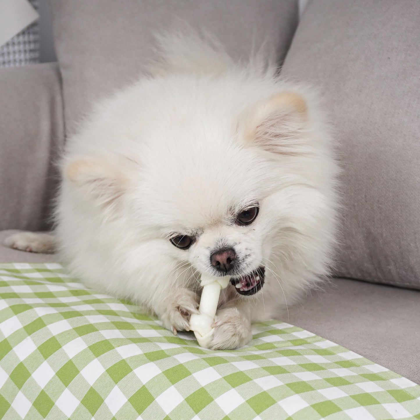 Puppy Small Dogs & Rawhide Knot Bones - MON2SUN
