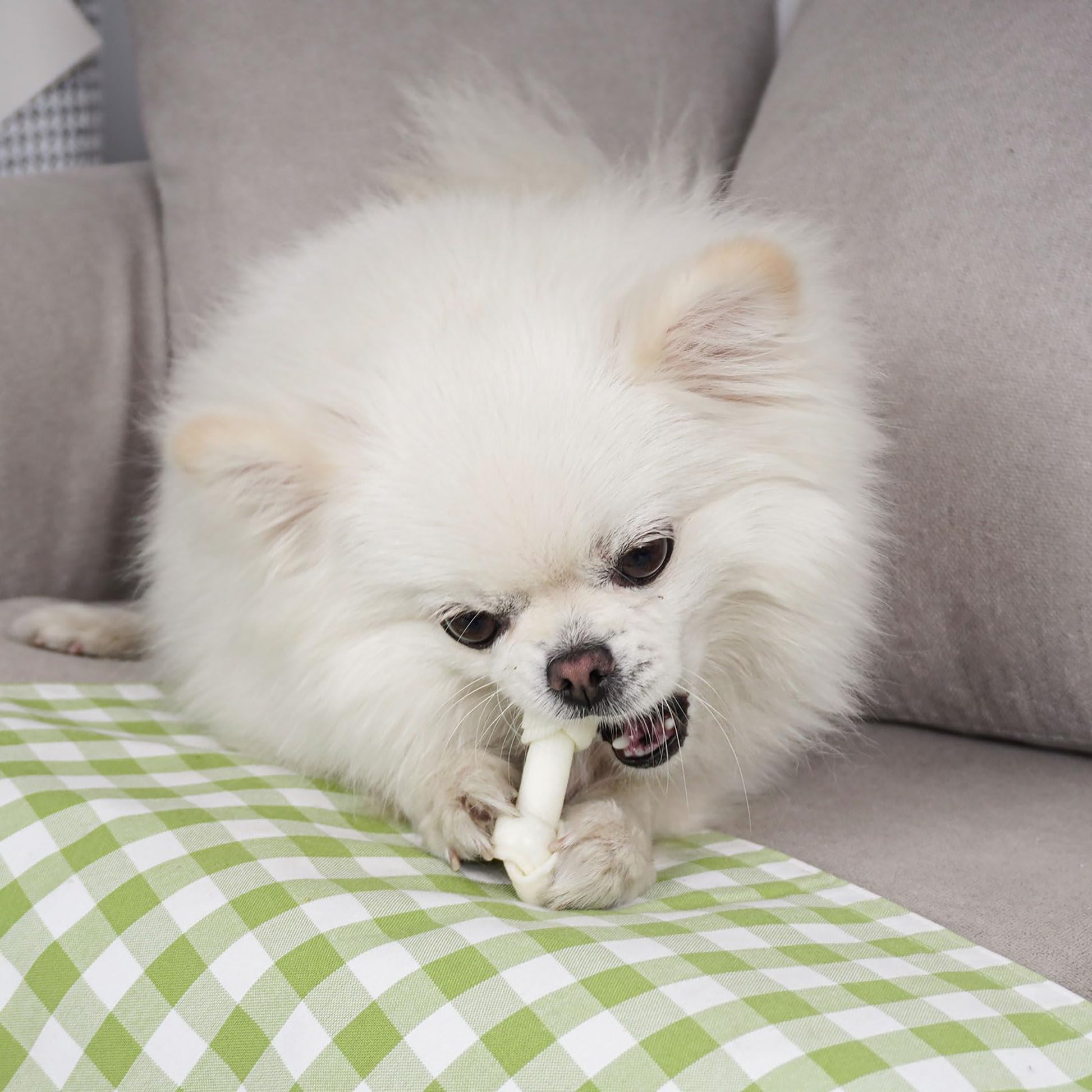 Puppy Small Dogs & Rawhide Knot Bones - MON2SUN