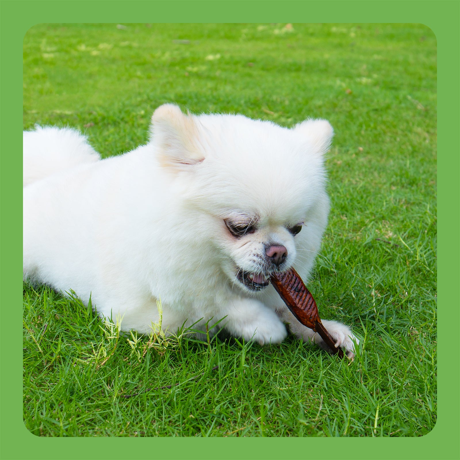 MON2SUN Chicken Sauce Kabobs Rawhide Free Small Dog Treats - MON2SUN