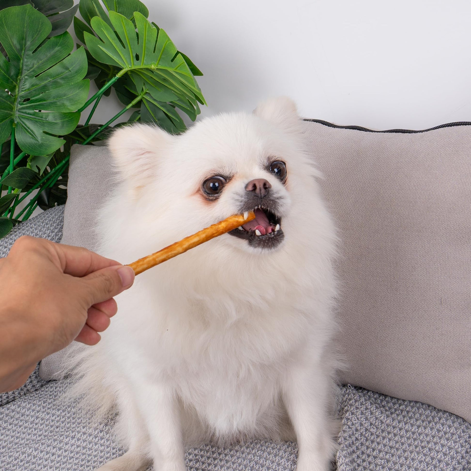 Small Dogs & Chicken Collagen Sticks - MON2SUN